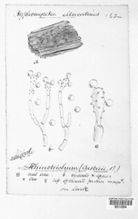 Rhinotrichum curtisii image
